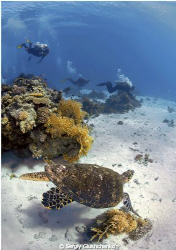 Gordon Reef by Sergiy Glushchenko 